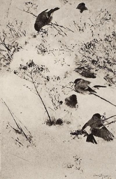 बर्फ में बुलफिंच - ब्रूनो लिलजेफोर्स