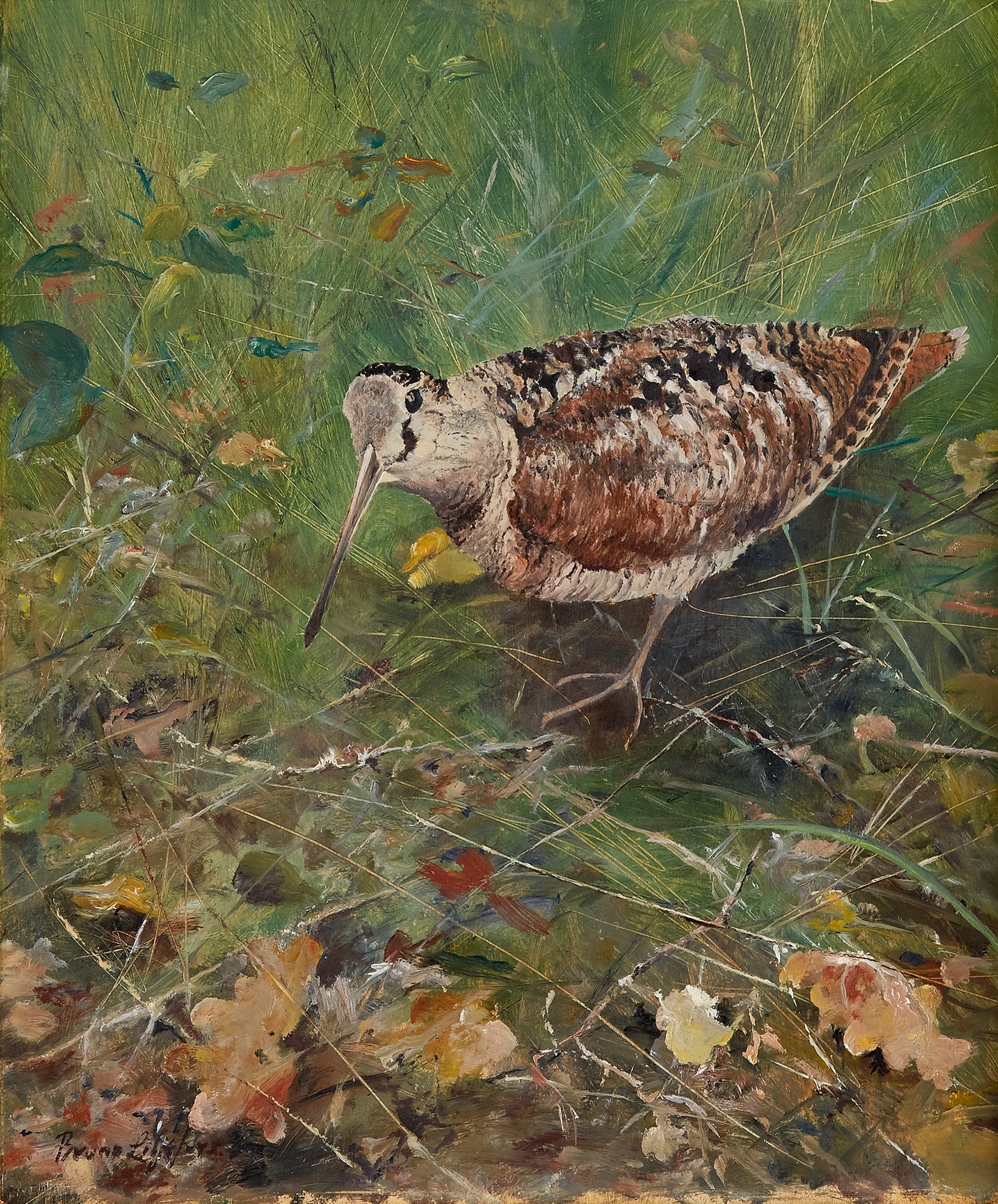 वुडकॉक - ब्रूनो लिलजेफोर्स