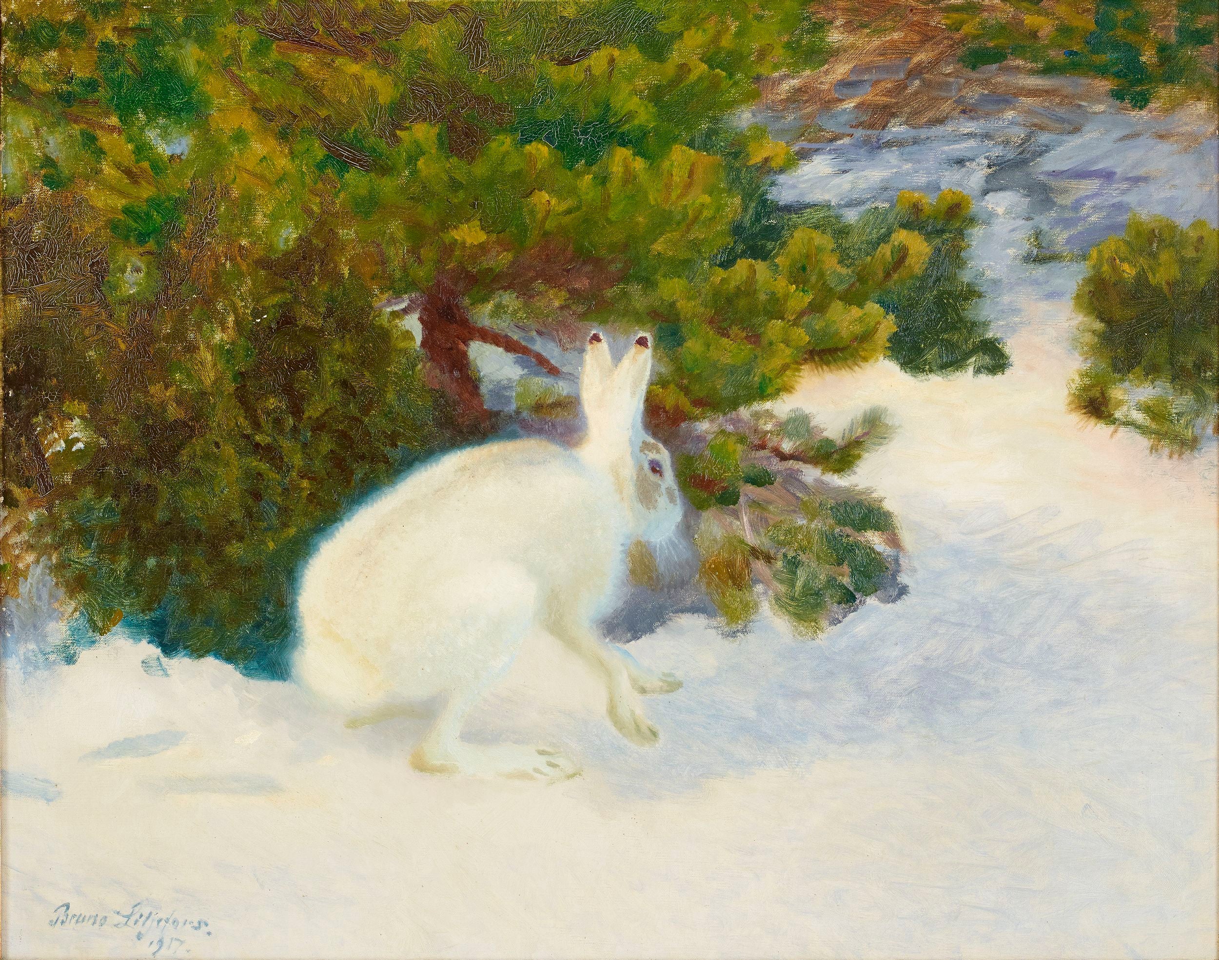 विंटर हेयर - ब्रूनो लिलजेफोर्स