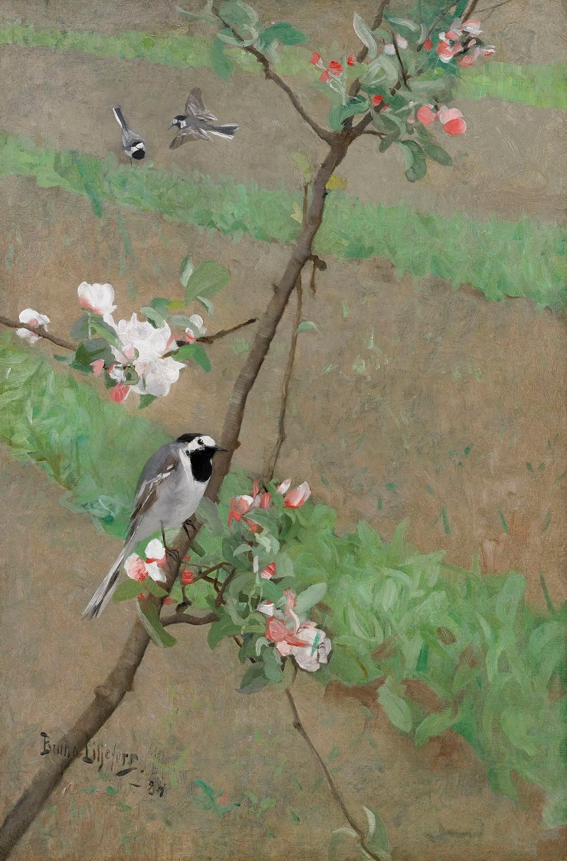 व्हाइट वैगटेल्स - ब्रूनो लिल्जेफ़ोर्स