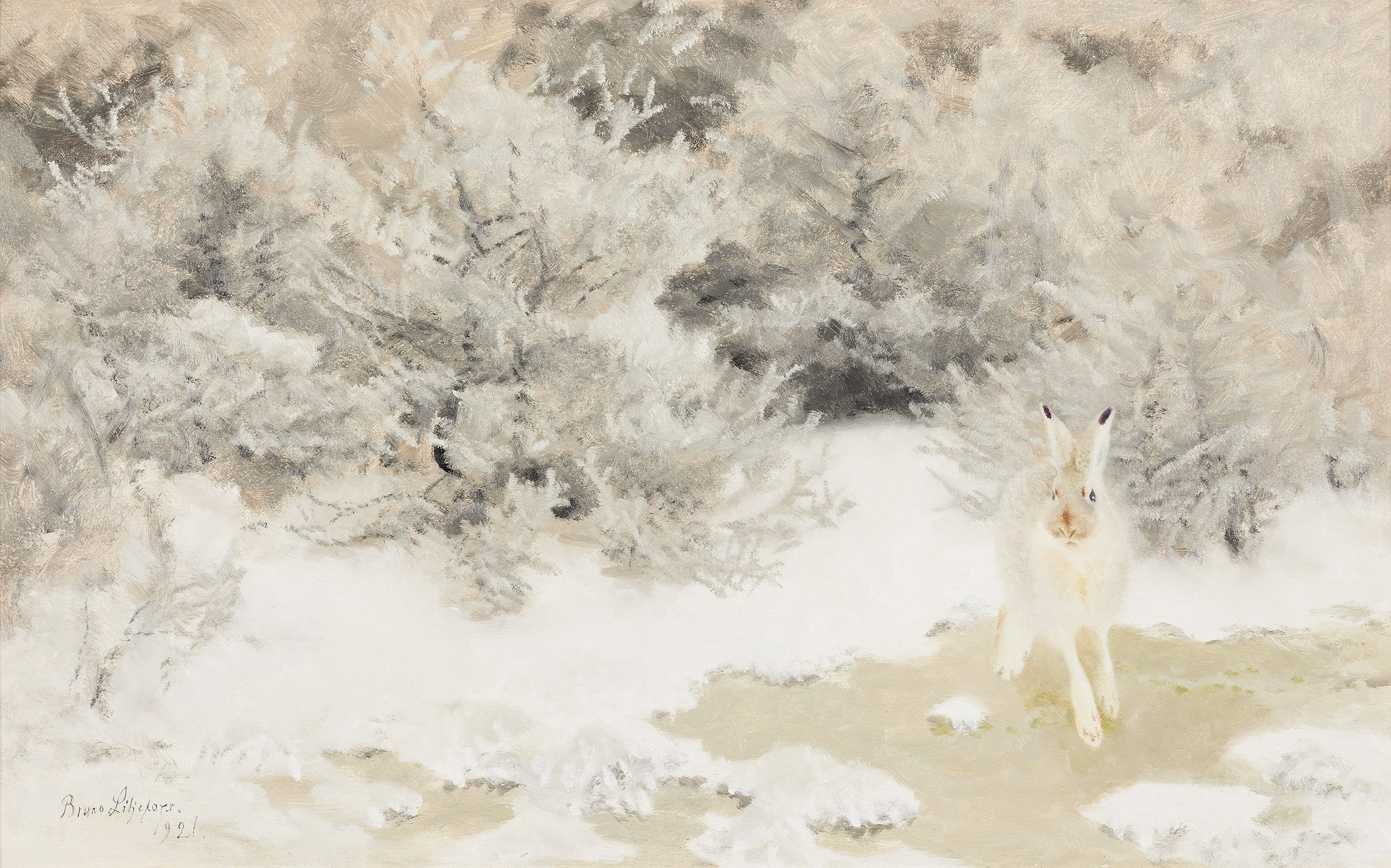 विंटर हेयर - ब्रूनो लिलजेफोर्स