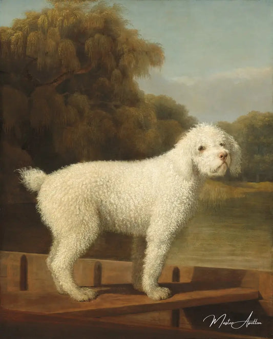 Caniche Blanc dans un Punt - George Stubbs - Reproductions de tableaux et peintures haut de gamme