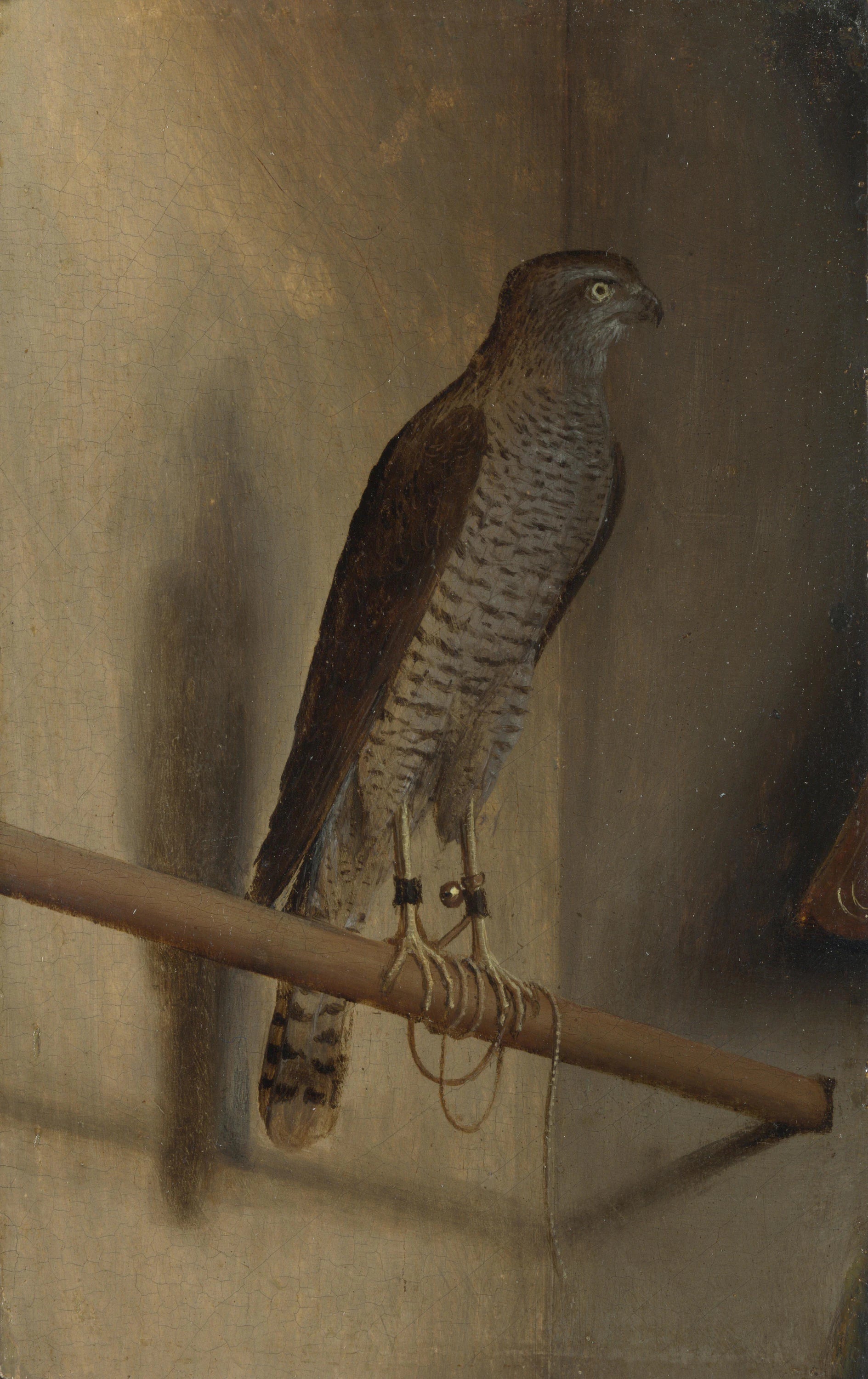 Un Faucon - Jacopo de' Barbari