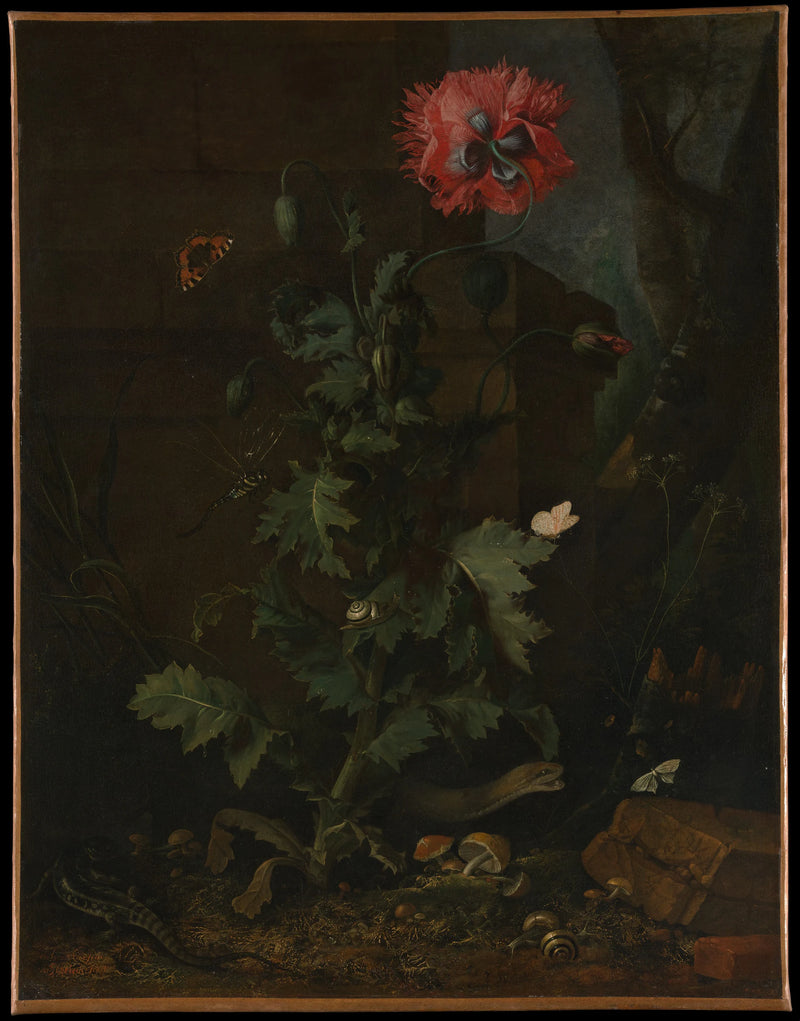 Nature morte au pavot, insectes et reptiles - Otto Marseus van Schrieck