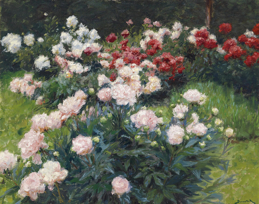 Pivoines – Wilhelm Bernatzik