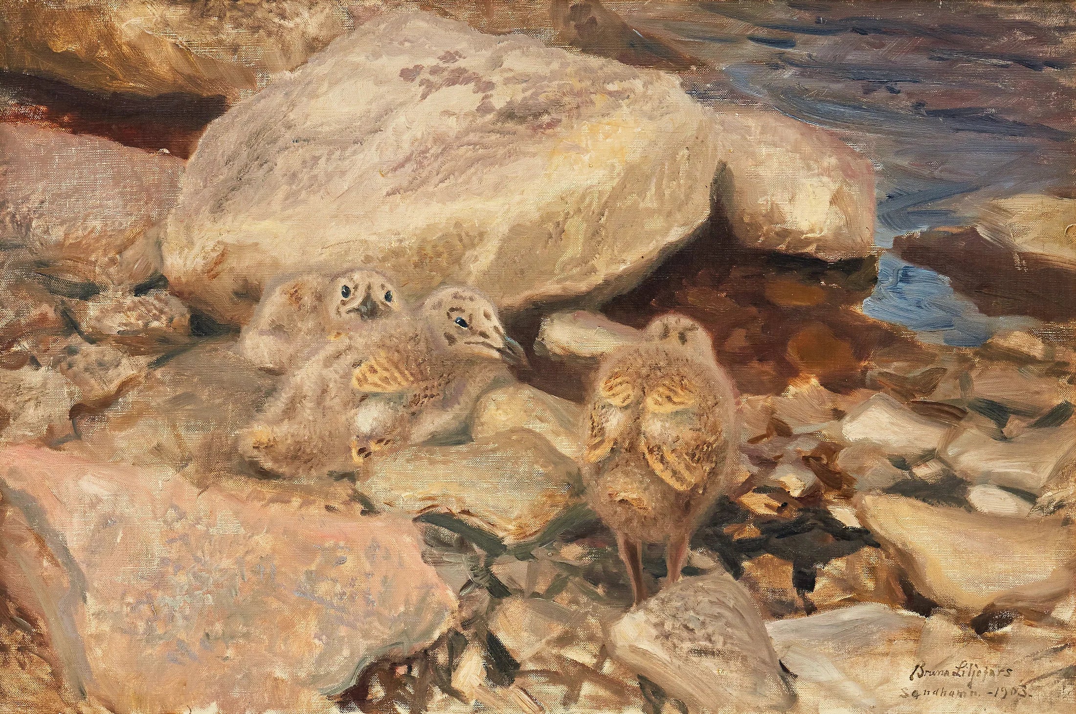 poussins de goéland argenté - Bruno Liljefors image 1 reproduction artisanale de tableau